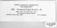 Uromyces lupini image